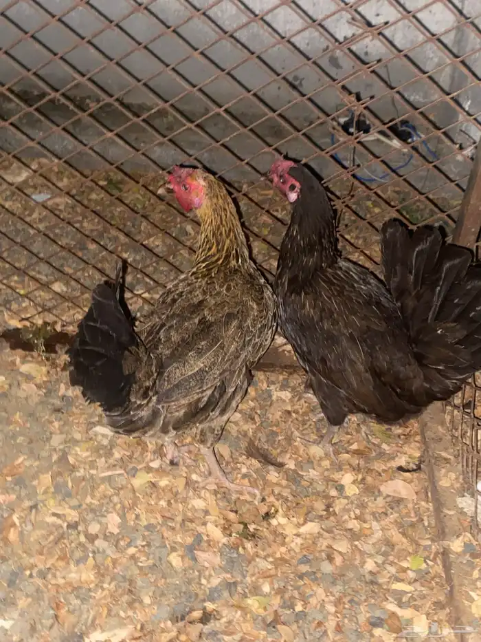 دجاج بلدي للبيع العدد 10 2