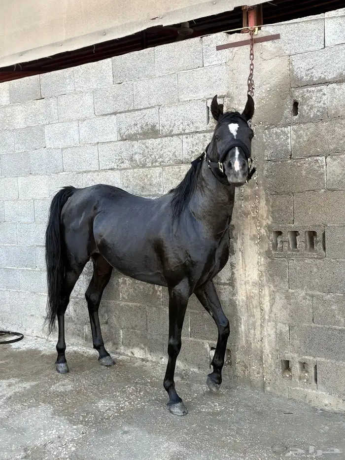 حصان مصري بيور اسود 0