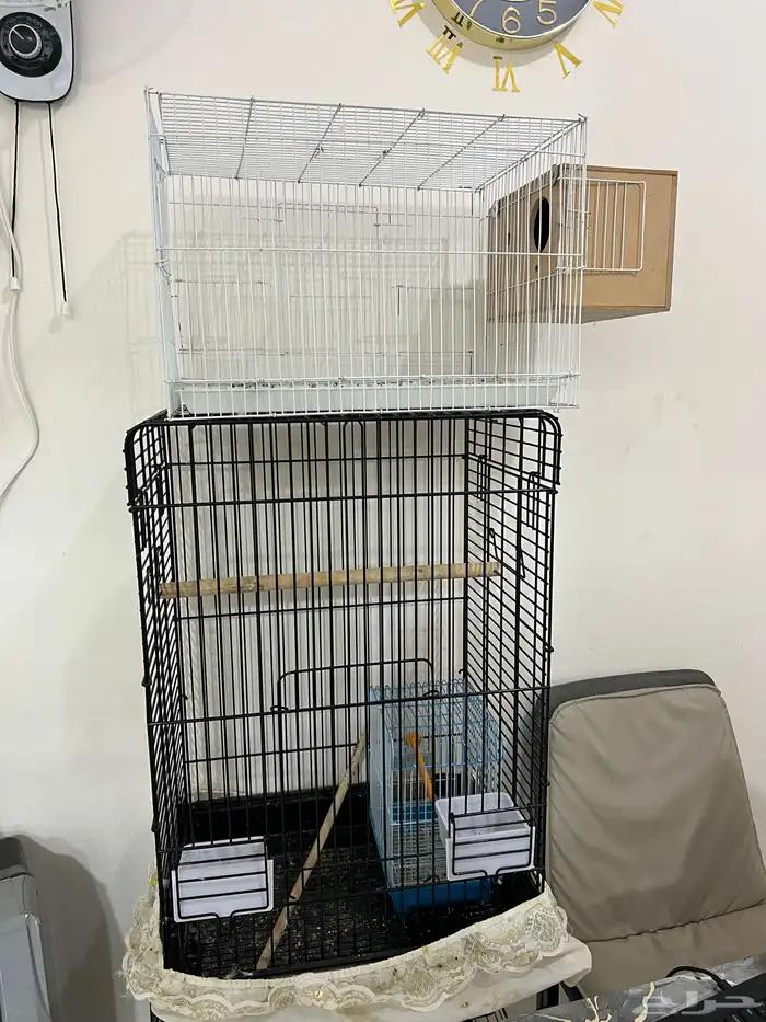 جوزين روز منتجين وذكر كناري وحوض سمك واقفاص للبيع 8