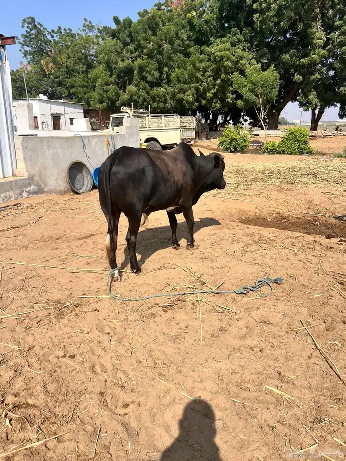 عجل فاخر للبيع 5