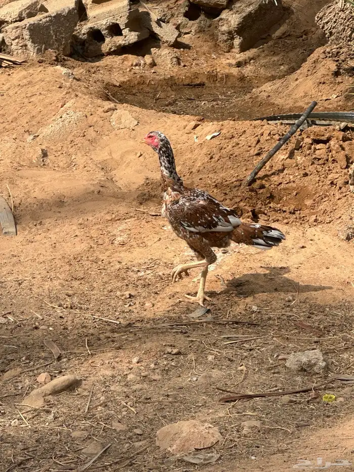 دجاجه سنديه 0