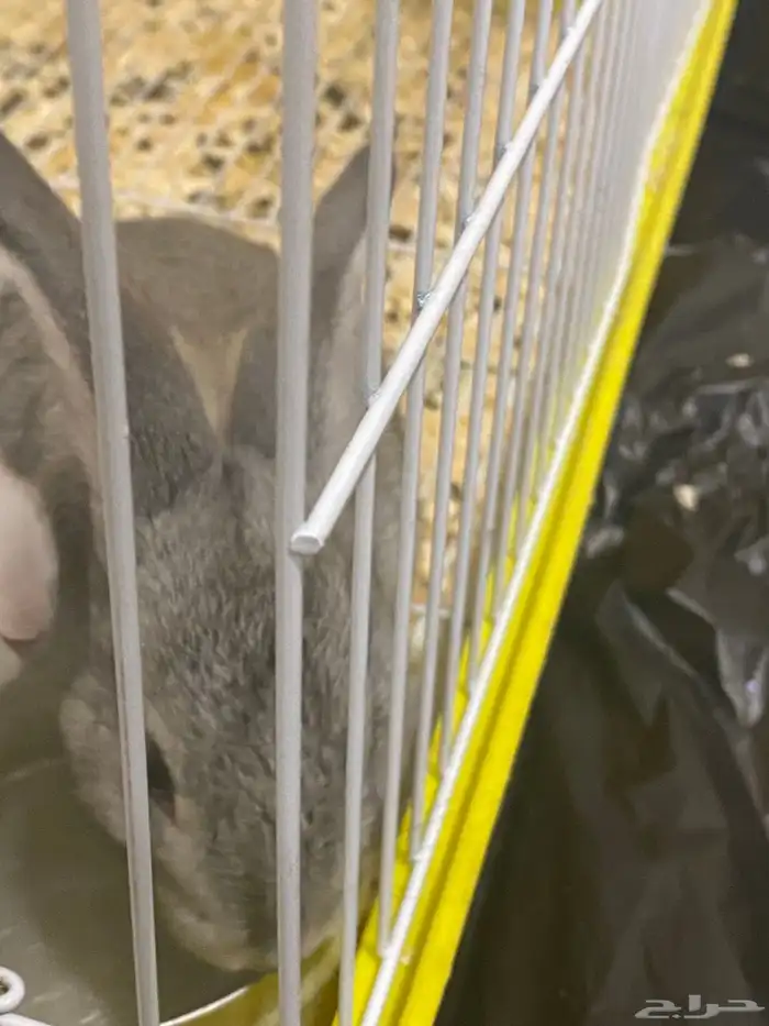 ارانب للبيع 3