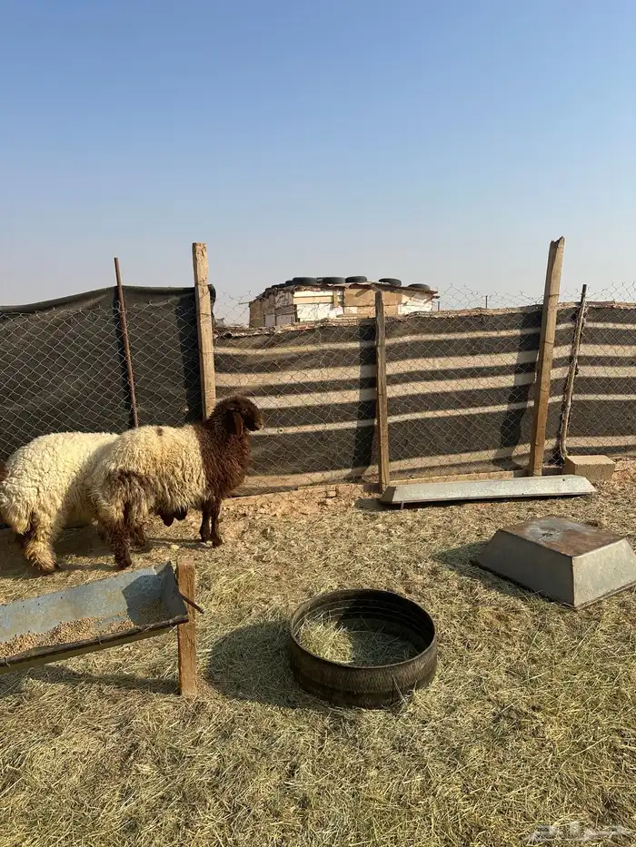 جذعات نعيم  صنف العمر ثمان شهور 8