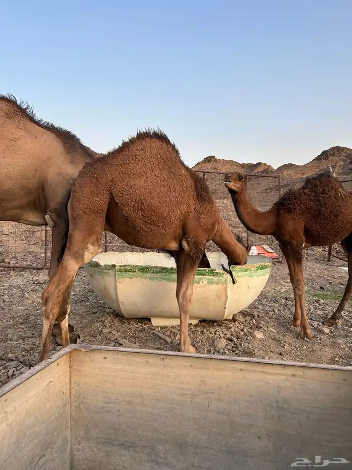 جمل أحمر ادهم مشروط شرط ياهل الزين 3