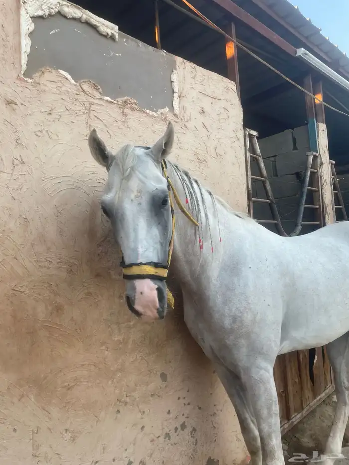 اعلان الحصان شعبي للبيع 5