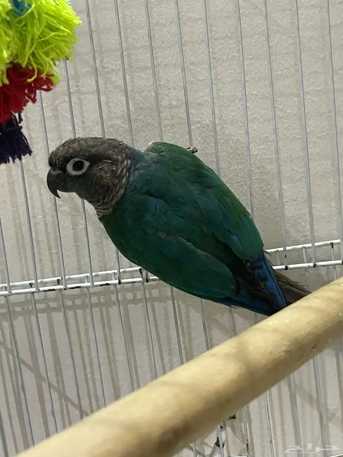 ذكركنيور صنف 0