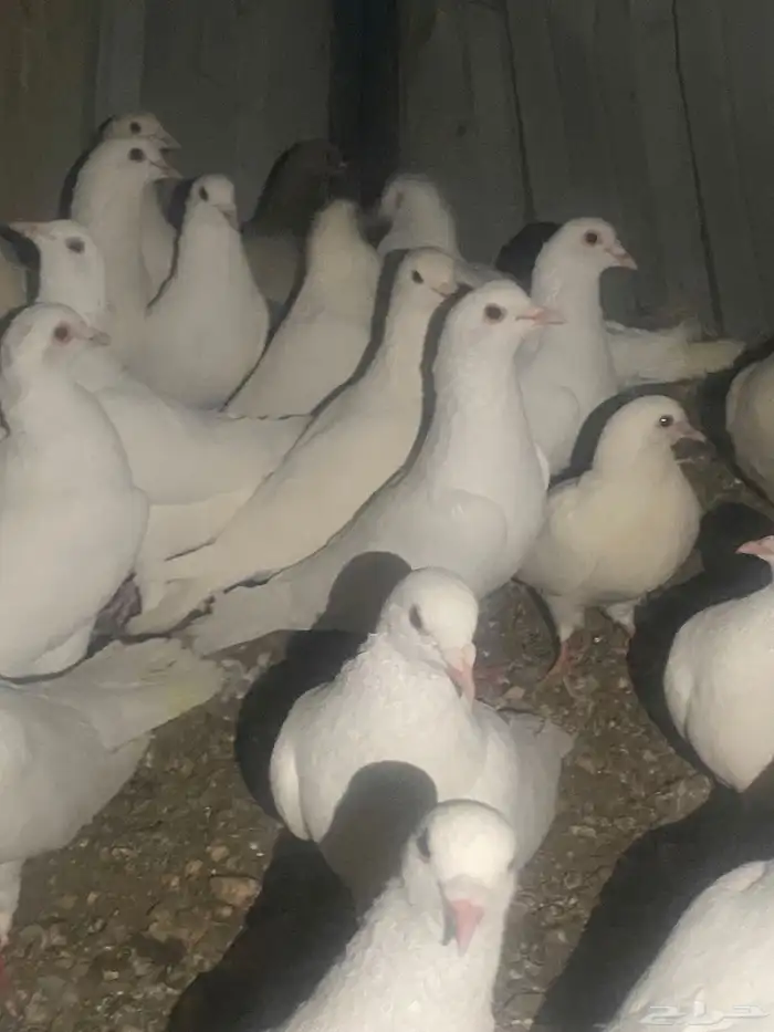 حمام فرنسي منتج كله 12