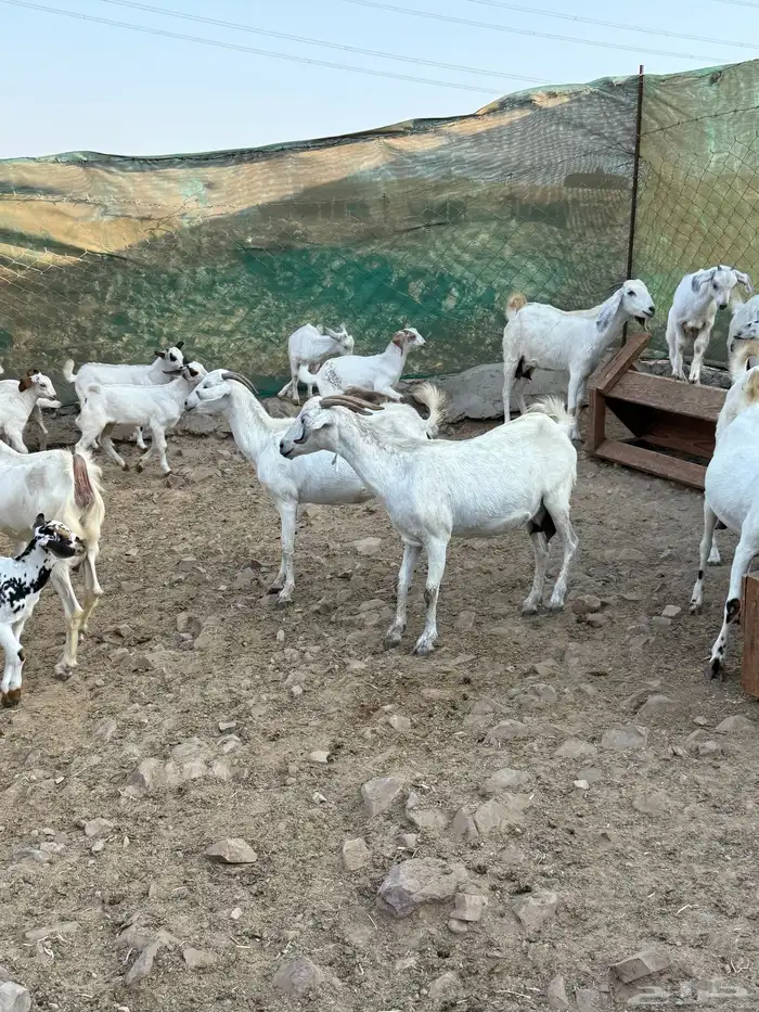 10 ماعز بيشيات صنف الصنف معها 10 4