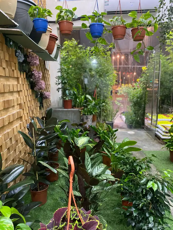 يعلن مشتل فرايد للزراعه 4