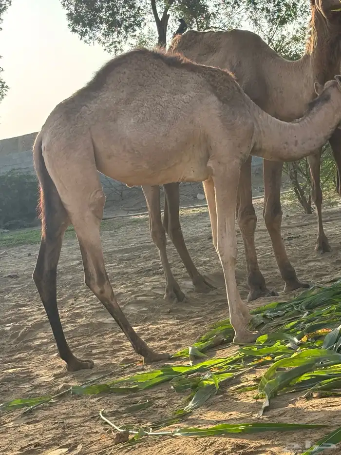 بكره عمرها سنه وشهرين 0