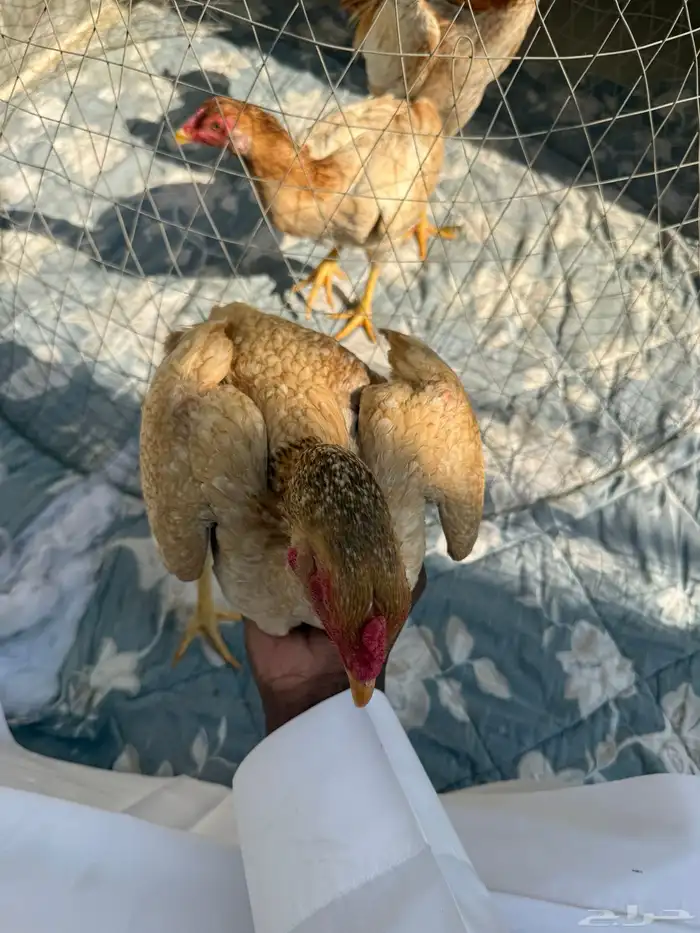 طقم دجاج باكستاني 5