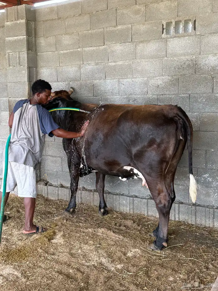 بقرة دنمركية فاخرة 0