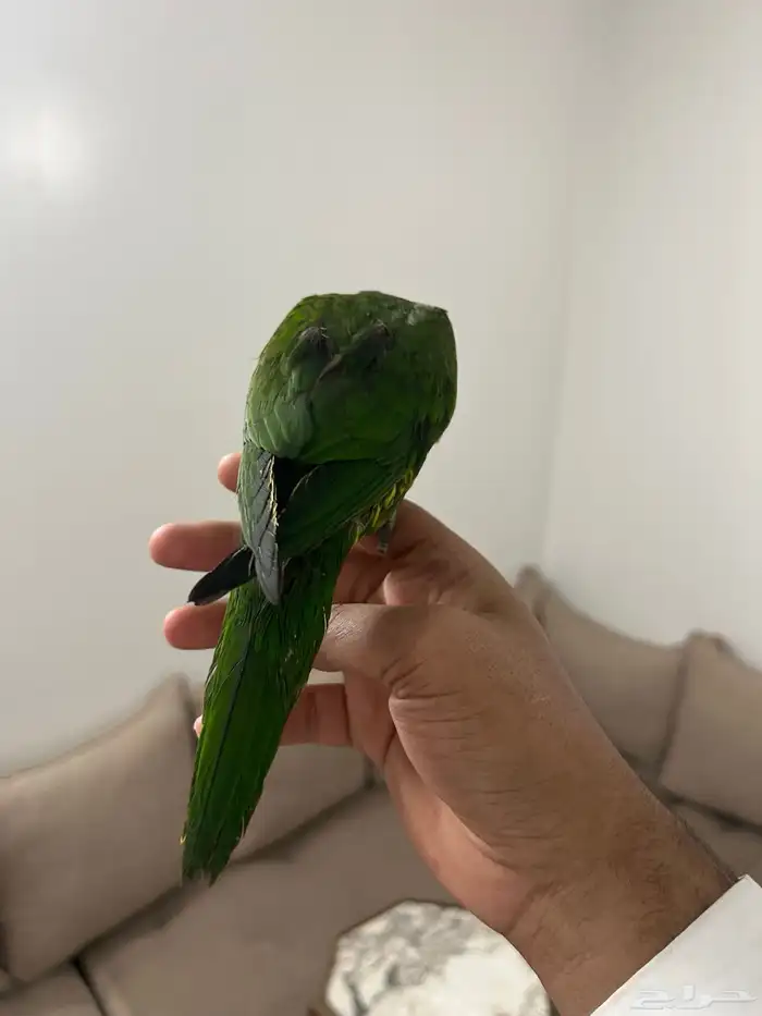 لوري اليف و هدد 1