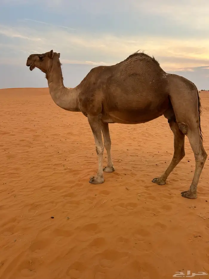 ناقه مصعد حليبه واجد وسليمه العذاريب 0