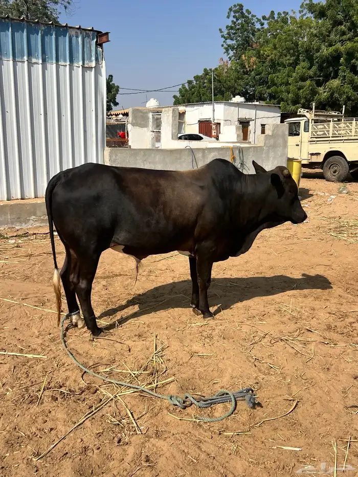 عجل فاخر للبيع 1