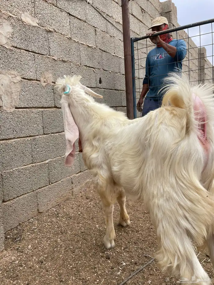 تيس مشروع فحل ابرص مطور 1