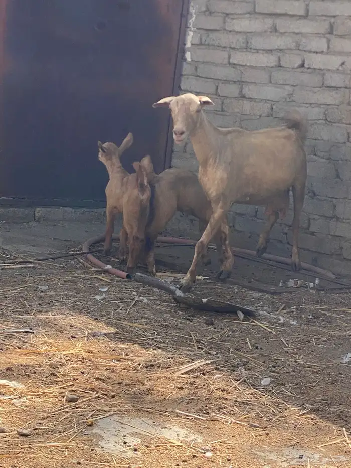 تيس بيشي وعنز والد 7