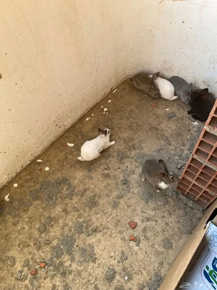 ارانب للبيع 1