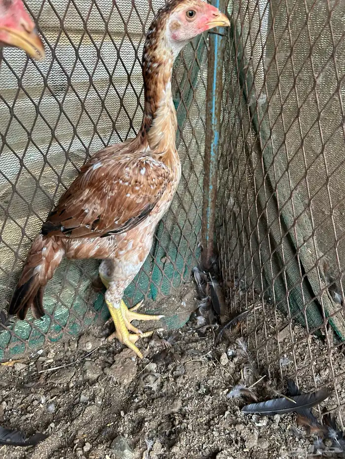 فروخ سندي (باكستاني ) فوليا. تم البيع 1