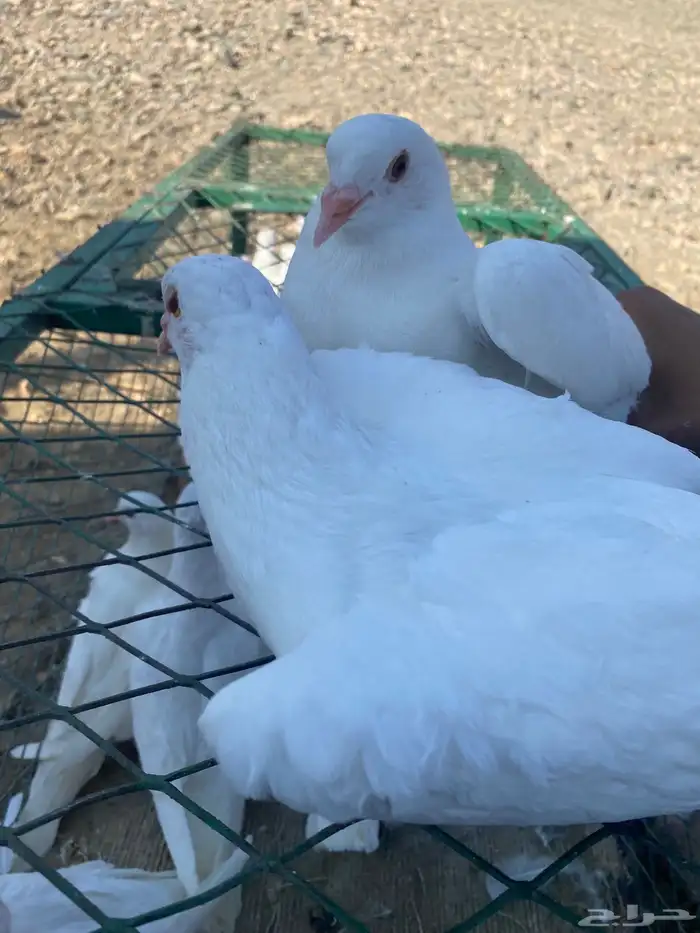 زغاليل فرنسي سوبر جانبو 3