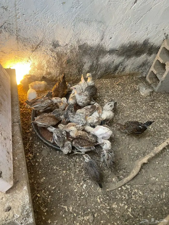 فروخ دجاج العمر فوق الشهرين 2