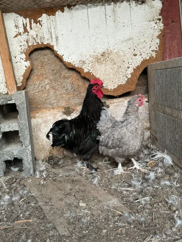 للبيع ديك ودجاجه كوشن ودجاجه امريكي 1