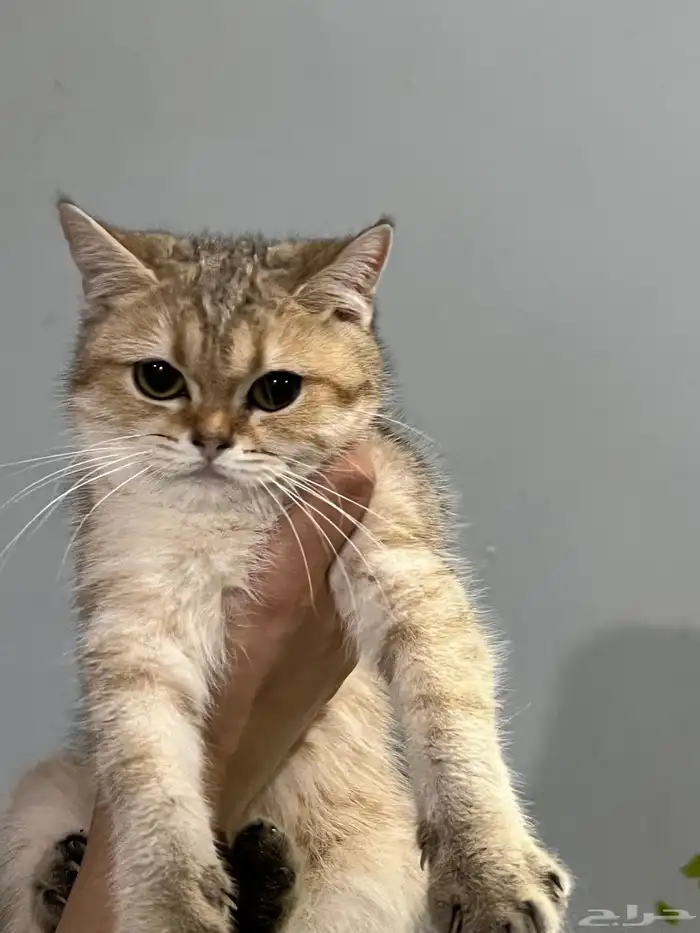 قط سكوتش ستريت للبيع 2