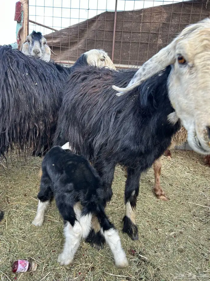 غنم شياه مواليد وحده دافع عدد 4 4