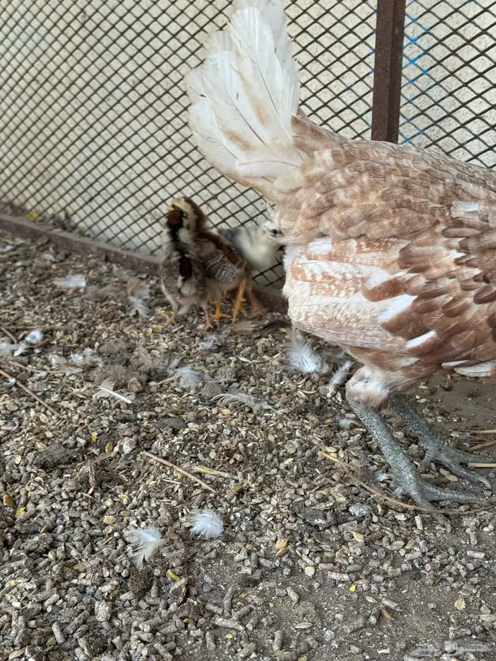 دجاجه بفرخها 7