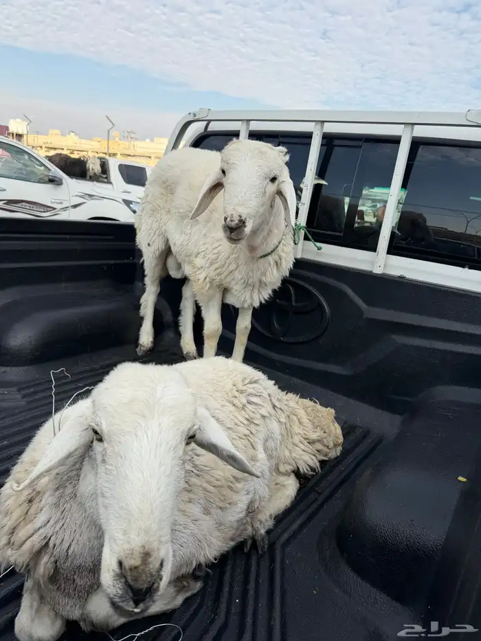 ذبابح للبيع التواصل  050 364 6485 2