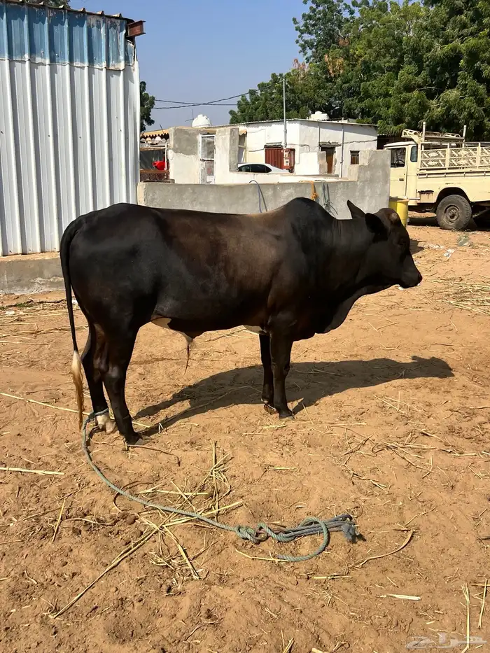 عجل فاخر للبيع 0