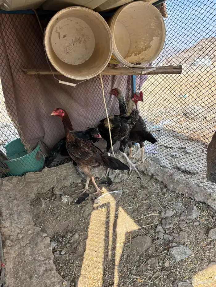 دجاح باكستاني 1