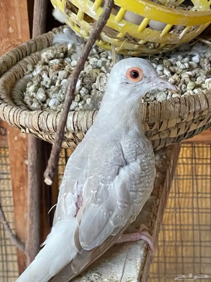 حمام يمام ملكي ماسي 34