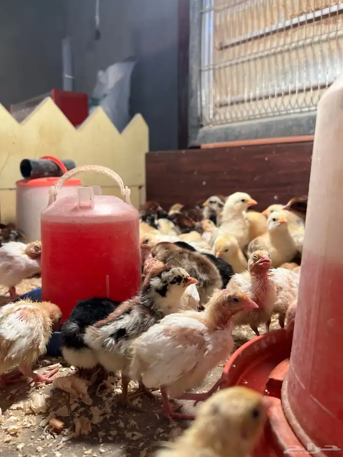 صوص بلدي فواتح ومعه شوي فيومي 8