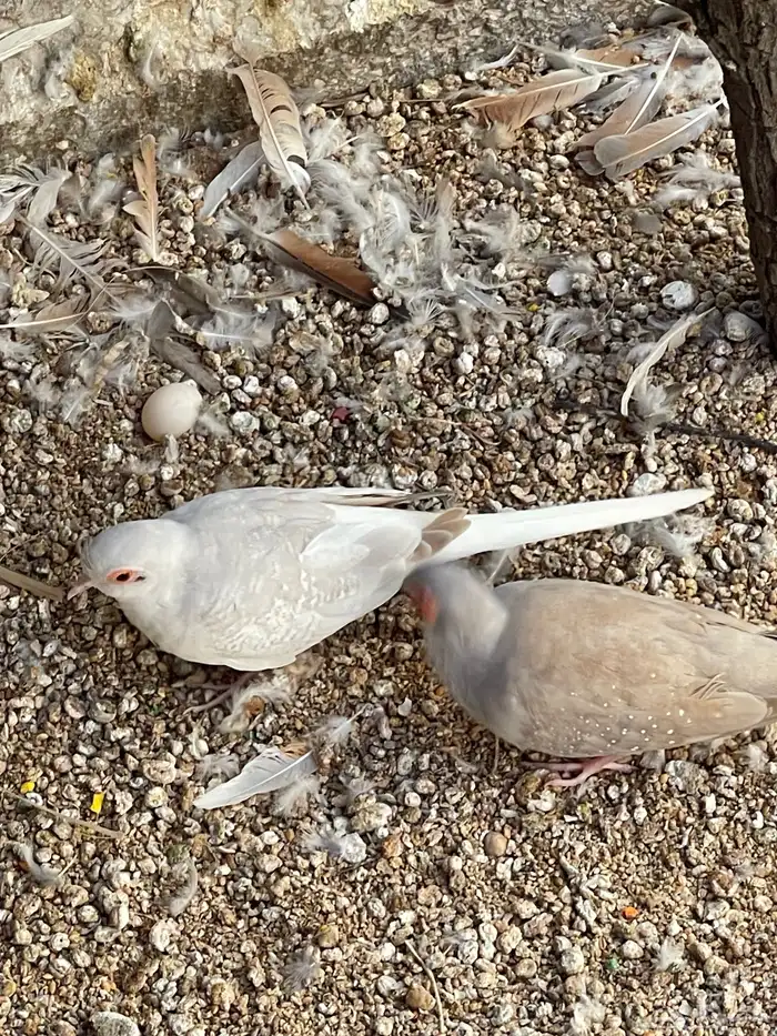 حمام يمام ملكي ماسي 35