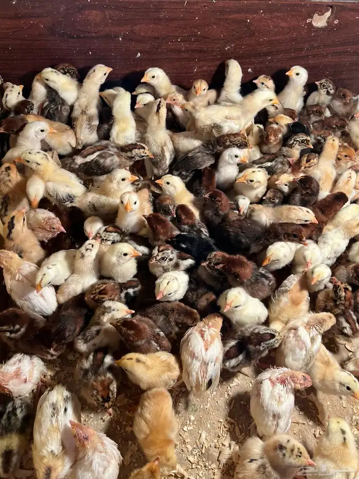 صوص بلدي فواتح ومعه شوي فيومي 6