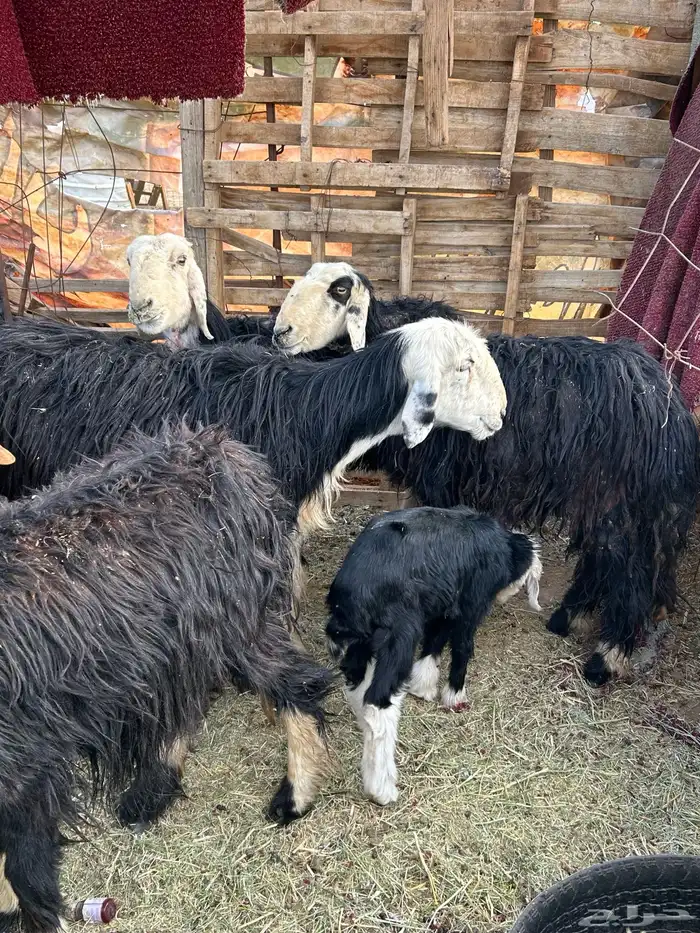 غنم شياه مواليد وحده دافع عدد 4 0