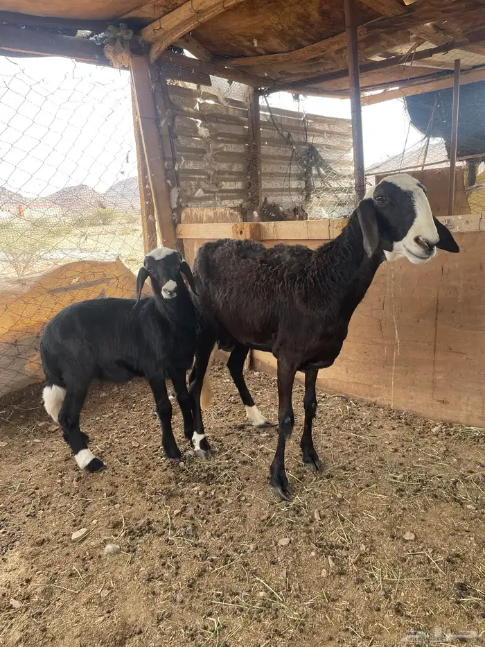 رخل معها رخل( تم البيع ) 2