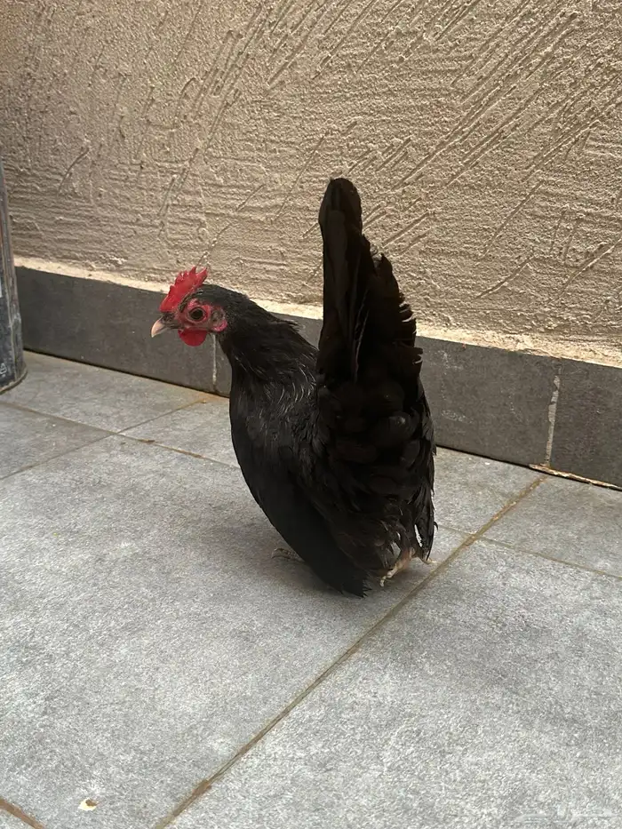 دجاج جبانيز 5