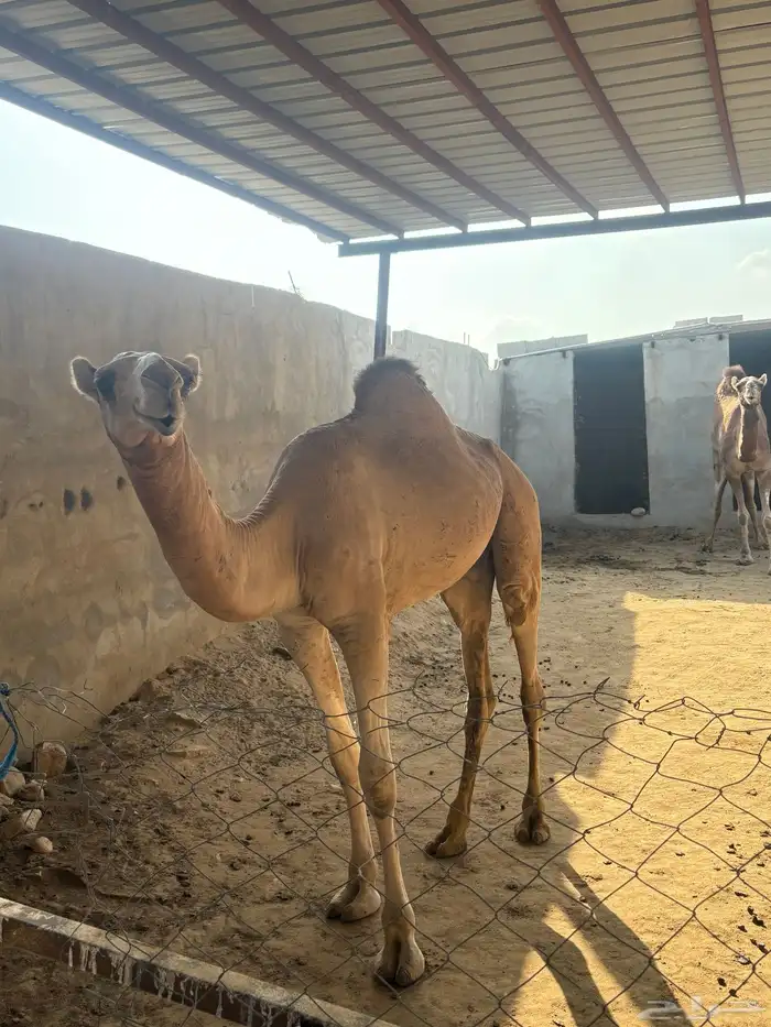 قعود للبيع اركي 2