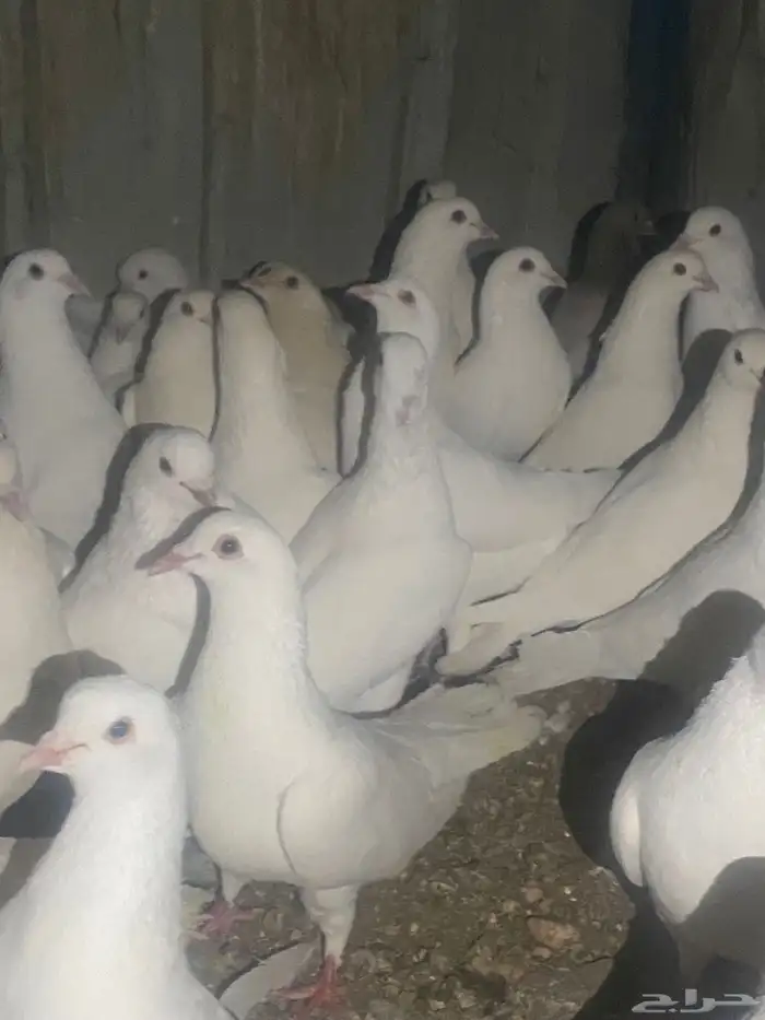 حمام فرنسي منتج كله 11