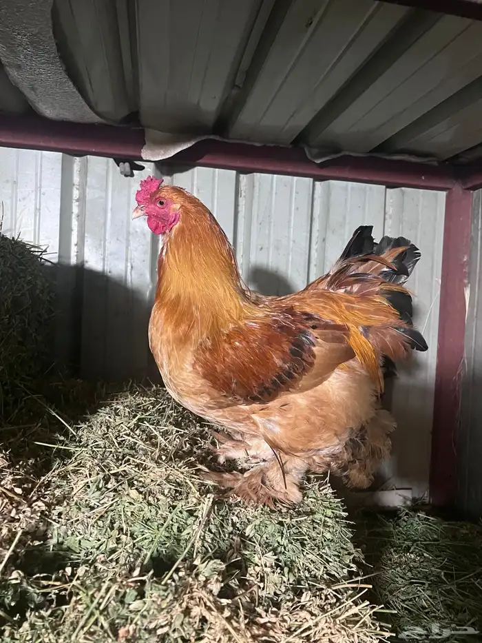 اثنين ديوك مهجن براهما وفرنسي 0