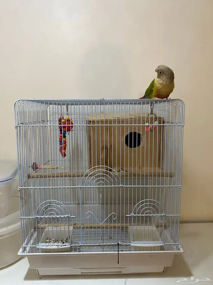 كنيور اليف 12