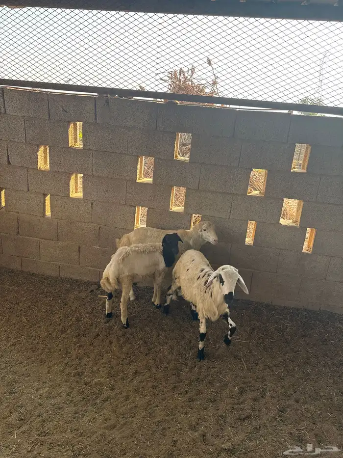 3خرفان للبيع 2