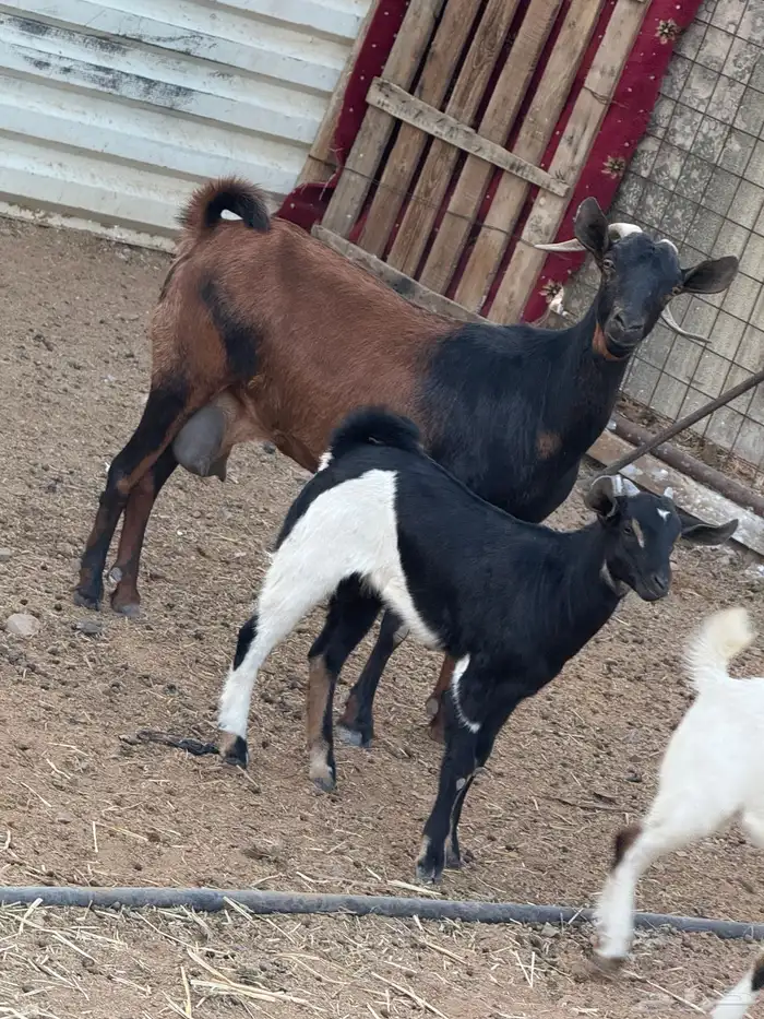 معزاء جنوبيات ولد 2