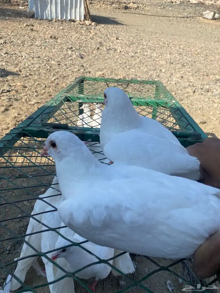 زغاليل فرنسي سوبر جانبو 0