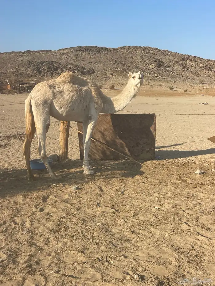 قعود مفرود وناقه للبيع 1