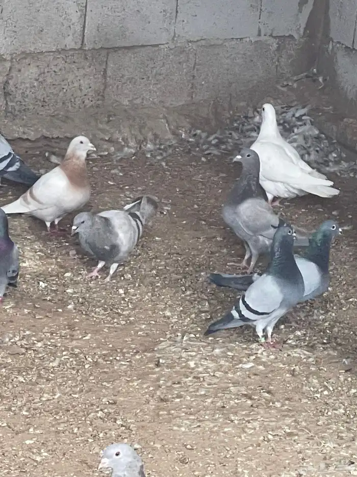 للبيع حمام زاجل منتج 2