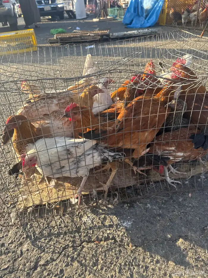 دجاج بلدي عمر ستة شهور مشروط من كل شي 1