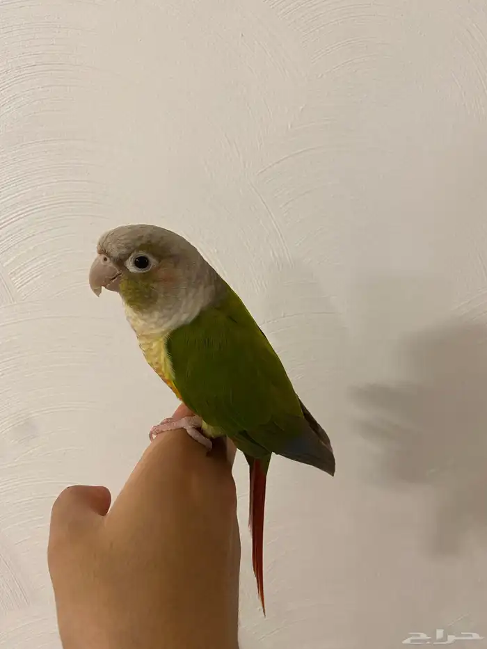 كنيور اليف 2